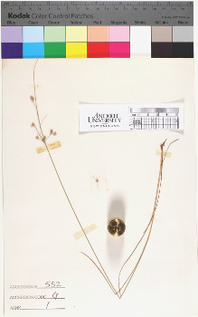 alternate herbarium image