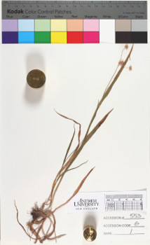 alternate herbarium image