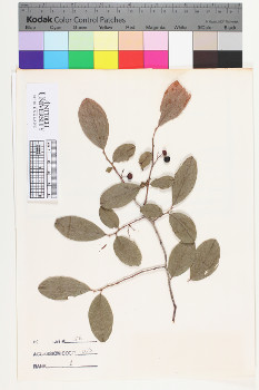 alternate herbarium image