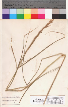 alternate herbarium image