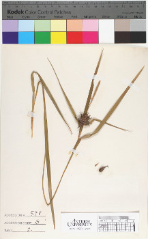 alternate herbarium image