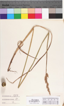 alternate herbarium image