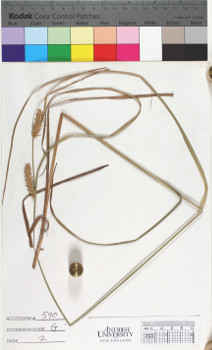 alternate herbarium image