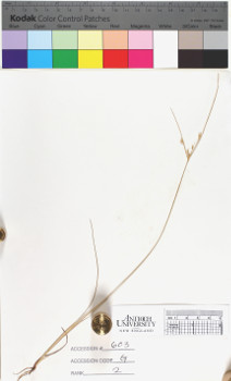 alternate herbarium image
