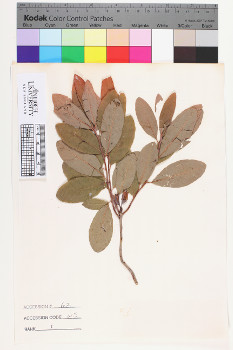 alternate herbarium image