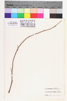 alternate herbarium image