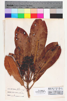 alternate herbarium image