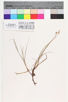 alternate herbarium image