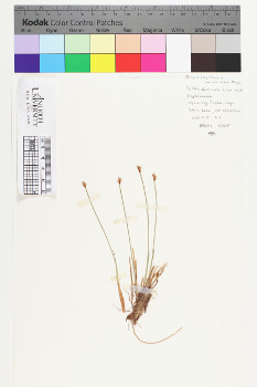 alternate herbarium image