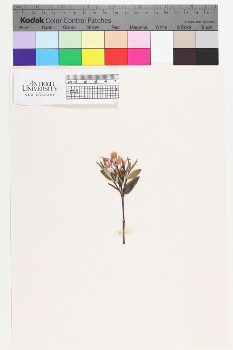 alternate herbarium image