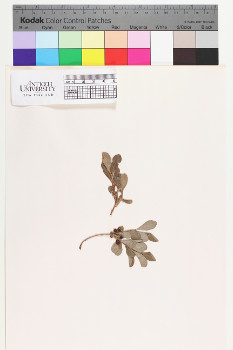 alternate herbarium image