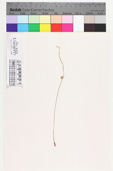 alternate herbarium image