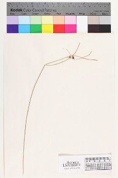 alternate herbarium image