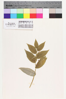 alternate herbarium image