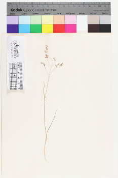 alternate herbarium image