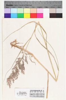 alternate herbarium image