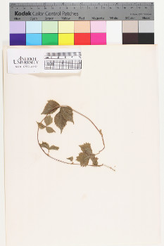 alternate herbarium image