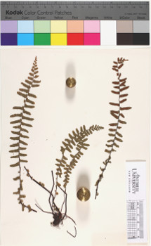 alternate herbarium image