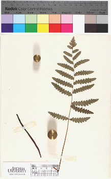 alternate herbarium image