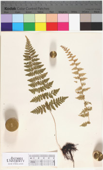alternate herbarium image