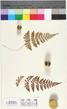alternate herbarium image