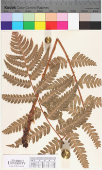 alternate herbarium image