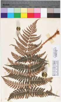 alternate herbarium image