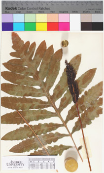 alternate herbarium image