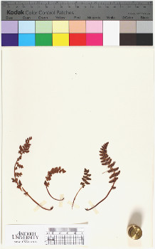 alternate herbarium image