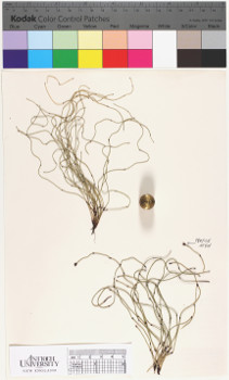 alternate herbarium image