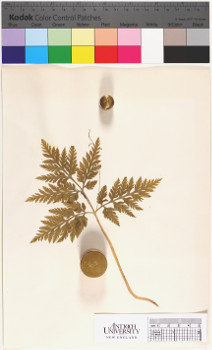 alternate herbarium image