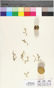 alternate herbarium image