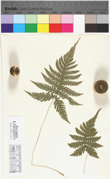 alternate herbarium image