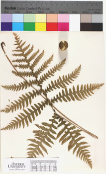 alternate herbarium image