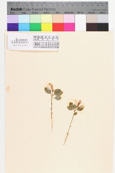 alternate herbarium image
