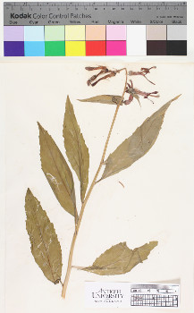 alternate herbarium image