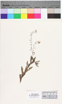 alternate herbarium image