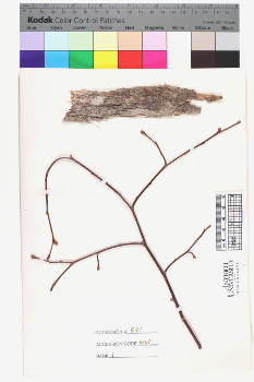 alternate herbarium image