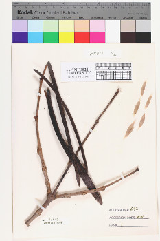 alternate herbarium image