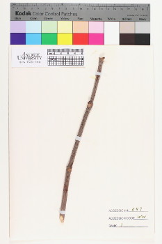 alternate herbarium image