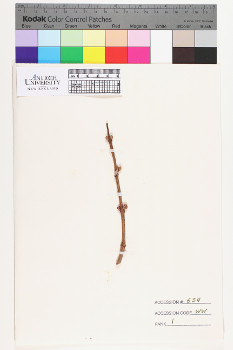 alternate herbarium image