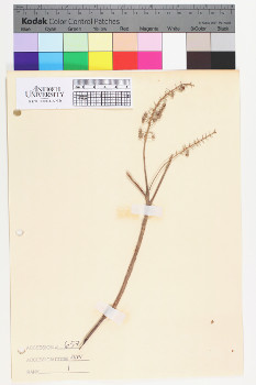 alternate herbarium image