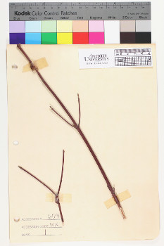 alternate herbarium image