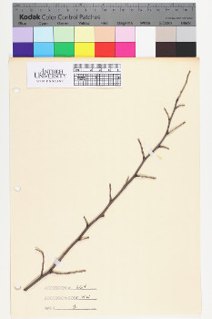alternate herbarium image