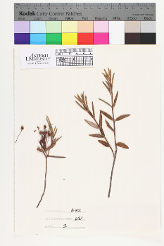 alternate herbarium image