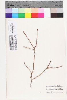 alternate herbarium image