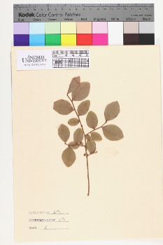 alternate herbarium image
