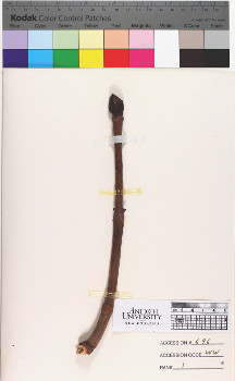alternate herbarium image