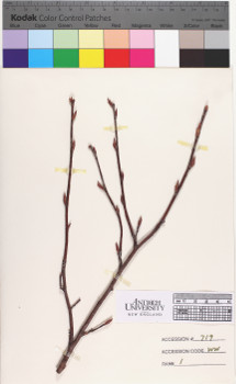 alternate herbarium image