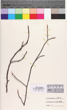 alternate herbarium image